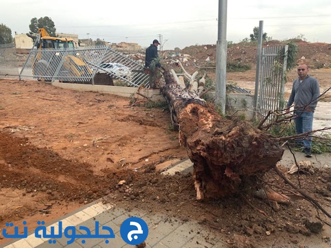 الرياح تقتلع شجرة ضخمة في مدرسة الرازي في جلجولية 